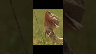 Frilled neck lizard 🦎 facts science lizard viralshorts [upl. by Dnaleel]