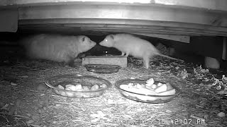 WHITE OPOSSUM  Rare leucistic female Virginia opossum Didelphis virginiana 05202015 [upl. by Gall600]