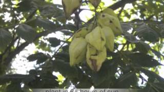 Koelreuteria paniculata Goldenrain tree [upl. by Eustatius357]