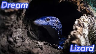 Driving 3000 Miles For My DREAM LIZARD  Blue Tree Monitor IntroductionUnboxing Into Reptile Room [upl. by Gabey]