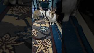 No sleep only play 🐇🐇🐇 lifeoftinkywinky playfulpets [upl. by Accever879]