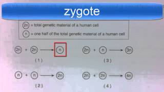 Diploid and Haploid Regents Question [upl. by Akeit]