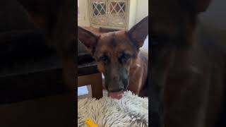 It’s snack time germanshepherd gsd funny shorts [upl. by Elyag452]