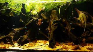 HD video  530L Pterophyllum altum tank [upl. by Calista]