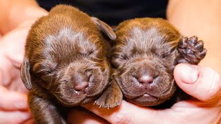 Newborn Chocolate Labrador Puppies [upl. by Arlette688]