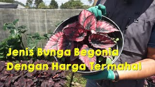 Jenis Bunga Begonia Termahal  Episode 13 [upl. by Hpesoy]