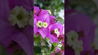 🌻²⁰☆ Caryophyllales •²⁶ Nyctaginaceae ▪︎ Lesser Bougainvillea  Observed in Description [upl. by Ednarb945]