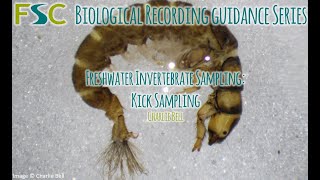 Freshwater Invertebrate Sampling Kick Sampling [upl. by Urdna]