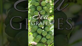 Sea Grapes  Bowmans Beach Sanibel Fl [upl. by Atikat560]