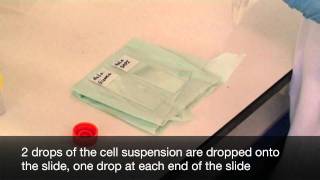 Making chromosome spreads for karyotyping [upl. by Eiram]