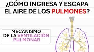 Ventilación pulmonar  Fisiología [upl. by Aihsot]