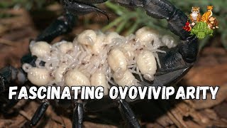 Fascinating Ovoviviparity Inside the Unique Reproductive Strategy of Ovoviviparous Animals [upl. by Aina137]