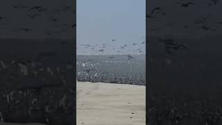 A Fishing Machine Cormorant 108 Mile Namibia shorts [upl. by Schoening]