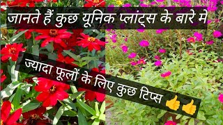 kuch plants ke bare mein jankari  plants care and tips purslane marigold YouTube long video [upl. by Conner]