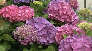 Why Didnt My Hydrangeas Bloom  Southern Living [upl. by Esidnak]