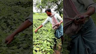 Pointed Gourd Harvesting shorts [upl. by Leyla]