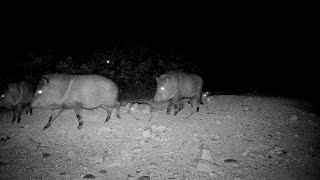 Javelina squadron with several babies [upl. by Irami]