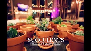 Succulent Tips for Beginners How to Plant Succulents How to Water Succulents [upl. by Gualterio]