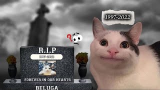 Beluga cat story the real cat [upl. by Eneryc]