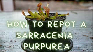 How To Repot A Sarracenia Purpurea Trumpet Pitcher Plant Repotting Soil Mix and Care Instructions [upl. by Neehcas]