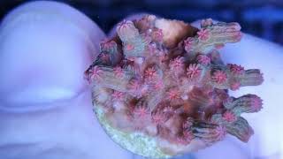 Cyphastrea decadia2 coral gandalf [upl. by Nnarefinnej]