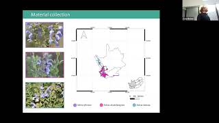 Exploring the medicinal and aromatic properties of southern African Lamiaceae [upl. by Steinke]