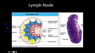 Immunology Primary and Secondary lymphoid Tissue [upl. by Raman]