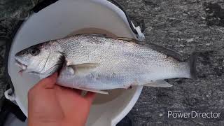 Pesca a surfcasting ombrina di fine settembre [upl. by Edea382]