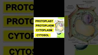 Difference between protoplast cytosol and cytoplasm biology [upl. by Antonella]