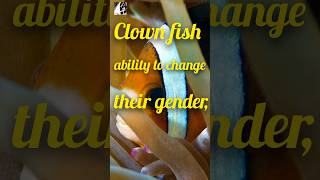 clown Fish mindblowing Ability changing Gander pukhtanaRelaxingworldsurvivingvlogsfishs [upl. by Fruin]