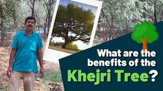 What are the benefits of the Khejri tree Prosopis cineraria [upl. by Roehm]