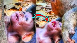 Breaking Heart  million pity Baby Monkey Briar  Loni Catching dragging head Back seriously [upl. by Anuala491]