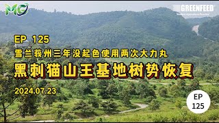 EP125 雪兰莪州三年没起色使用两次大力丸黑刺猫山王基地树势恢复 20240723 [upl. by Nmutua]