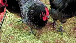 Australorp bleu liseré Expo Avicole Strasbourg 2017 [upl. by Leemaj]