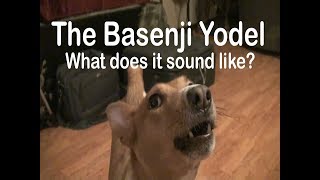 Basenji Yodel  What does it sound like [upl. by Kenelm]