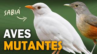 AVES que NASCERAM DIFERENTES 6 mutações que mudam a cor das aves [upl. by Eedahs]