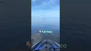 Livestream Highlights  Incredible Flying Spotted Eagle Ray amp Baby Dolphins 10KIslands LiveStream [upl. by Moonier547]