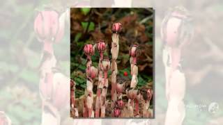 Monotropa uniflora  fungi kingdom [upl. by Harrod]