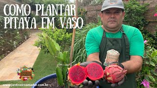 Como plantar pitaya em vaso  dragon fruit [upl. by Ahsiek]