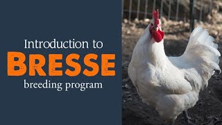 Introduction to Bresse breeding program [upl. by Gniliem]