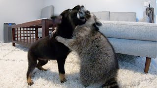 Cheeto our pet raccoon meets our new puppy [upl. by Imyaj312]