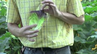 The Different Varieties Of Head Lettuce  Veseys Comparisons [upl. by Asirahc]