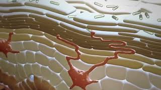 Dermis layer of the skin and immune system [upl. by Vander]