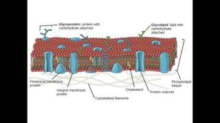 IMAT Biology  The cell Part 1 [upl. by Aranahs]