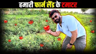 Our Farm Land TomatoesSite Work [upl. by Zohar]