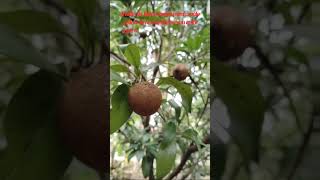 Sapodilla Facts Fruits Leaves and Tree sapodilla fruit leaves tree [upl. by Nalahs]