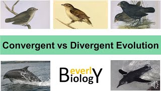 Convergent vs Divergent Evolution [upl. by Zeb958]