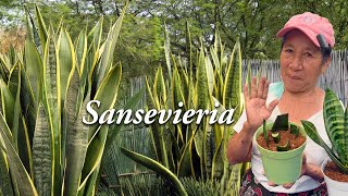 CUIDADOS y CURIOSIDADES de la SANSEVIERIA lengua de suegra  COMO REPRODUCIR LA SANSEVIERIA [upl. by Cuttie956]