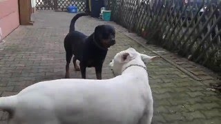 Dogo Argentino vs Rottweiler [upl. by Pomcroy]