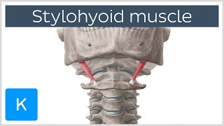 Stylohyoid Muscle  Attachments amp Function  Human Anatomy  Kenhub [upl. by Lily]